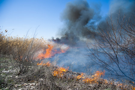 Raging forest spring fires. Burning dry grass, reed along lake. Grass is burning in meadow....