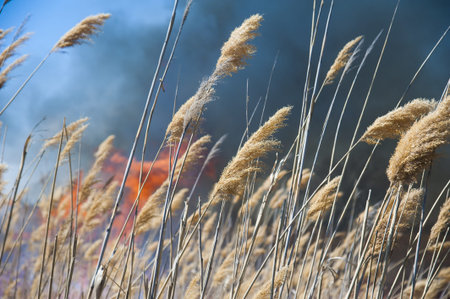 Raging forest spring fires. Burning dry grass, reed along lake. Grass is burning in meadow....