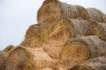 The hay storage shed full of bales hay on farm. Bales stacked in a pyramind