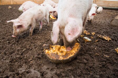 Domestic pigs. Pigs on a farm in the villageの写真素材