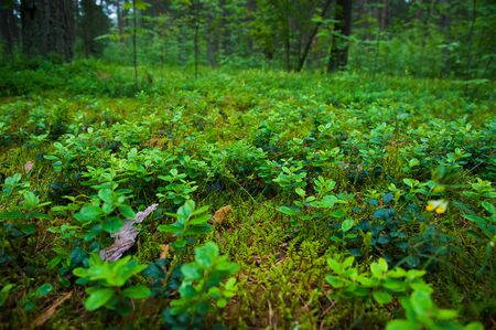 Beautiful pine forest in summer day. Landscapeの写真素材
