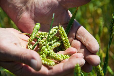 Farmer is examining wheat crop development in cultivated field. Close up image of farm worker's hand holding green ear of the wheat.の写真素材