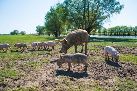 Pig farm. Pigs in field. Pig running on a green meadowの写真素材