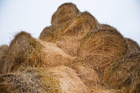 The hay storage shed full of bales hay on farm. Bales stacked in a pyramindの写真素材