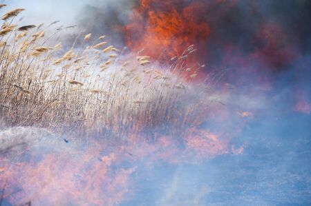 Raging forest spring fires. Burning dry grass, reed along lake. Grass is burning in meadow. Ecological catastrophy. Fire and smoke destroy all life. Firefighters extinguish Big fire. Lot of smokeの写真素材