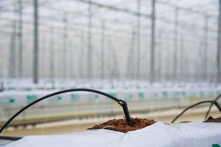 Rows of tomato plants growing inside big industrial greenhouse. Industrial agricultureの写真素材
