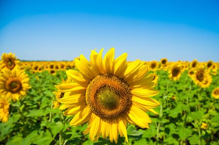 Sunflower field over cloudy blue sky and bright sun lightsの写真素材