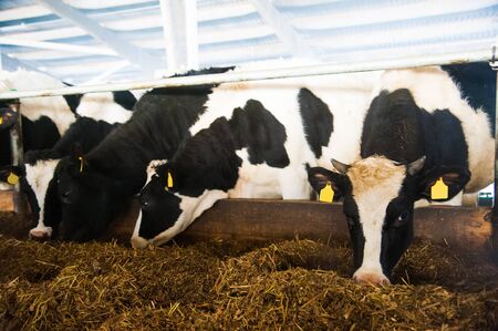 Cows in a farm. Dairy cows. Cowshedの写真素材