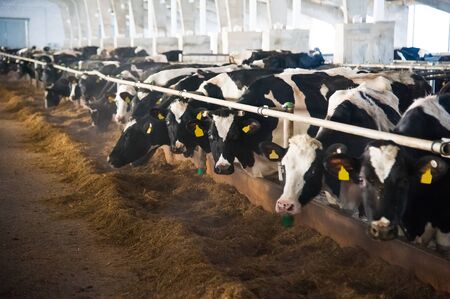 Cows in a farm. Dairy cows. Cowshedの写真素材