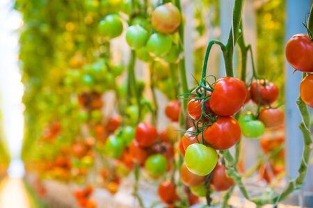 Ripe tomato plant growing in greenhouse. Tasty red heirloom tomatoesの写真素材