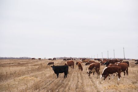 Cows in a farm. Dairy cows. Cowshedの写真素材