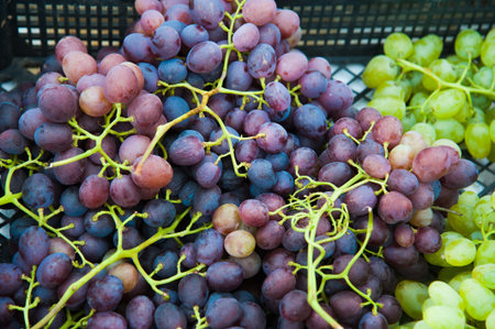 Vineyards at sunset in autumn harvest. Ripe grapes in fall season. Close up of bunches of red wine...