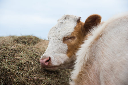 Cows in a farm. Dairy cows. Cowshed