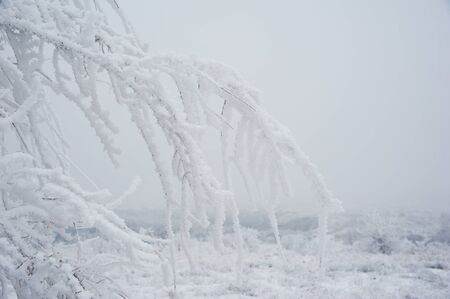Winter landscape. Winter trees in the snowの写真素材