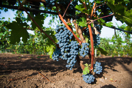 Vineyards at sunset in autumn harvest. Ripe grapes in fall season. Close up of bunches of red wine...