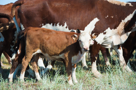 Cows on a field and blue sky. Cows grazing on pasture