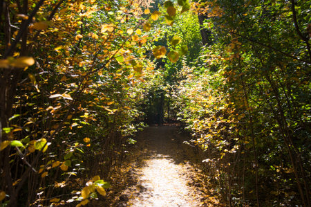 Sunny autumn day in the city park. Green trees and golden leaves close-up.