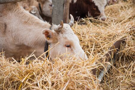 Cows on a farm in the winter. Agricultureの写真素材