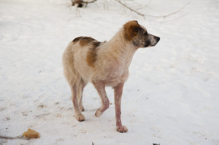 Portrait of mixed breed stray dog on a winter street