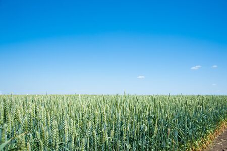 Ripening wheat field and blue sky. Landscapeの写真素材