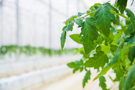 Rows of tomato plants growing inside big industrial greenhouse. Industrial agriculture