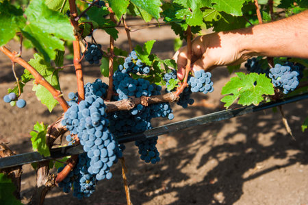 Close up of farmer male hands picking grape