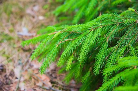 Brightly green prickly branches of a fur-tree or pine