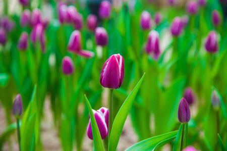 Spring scene of tulip field. Agribusiness greenhouse seedling spring.の写真素材