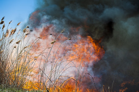 Raging forest spring fires. Burning dry grass, reed along lake. Grass is burning in meadow....