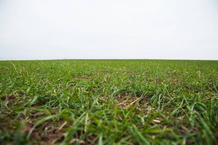 Winter wheat seedlings in the spring dayの写真素材