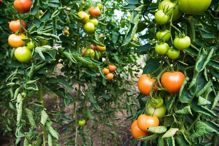Farm growing tomatoes. Tomatoes growing in a greenhouseの写真素材