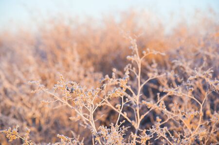 Winter landscape. Winter grass in frost. Severe frost. Morningの写真素材