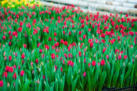 Spring scene of tulip field. Agribusiness greenhouse seedling spring.の写真素材