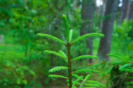 Brightly green prickly branches of a fur-tree or pine