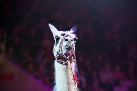 Circus performance. Circus llama performs in the circus.の写真素材