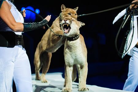 Puma performs in the circus. Puma close-upの写真素材