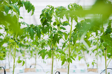 Rows of tomato plants growing inside big industrial greenhouse. Industrial agriculture