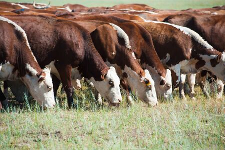 Cows on a field and blue sky. Cows grazing on pastureの写真素材