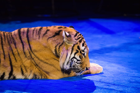 Circus. Tiger performs tricks in the circus arena