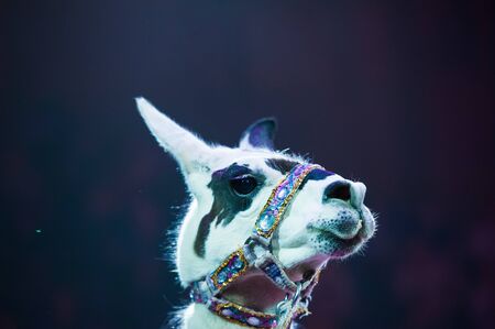 Circus performance. Circus llama performs in the circus.の写真素材