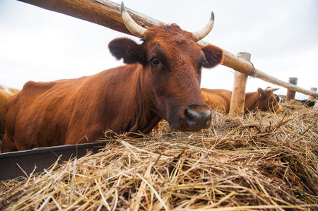 Cows in a farm. Dairy cows. Cowshed