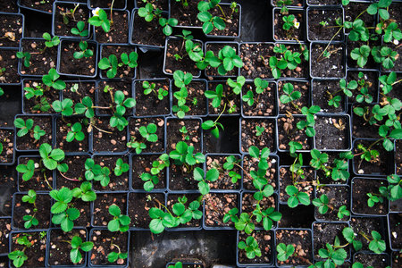Strawberry seedlings in black, plastic pots grow and are sold in the nursery