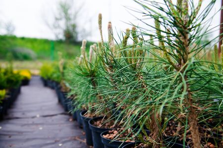 Saplings of pine, spruce, fir and other coniferous trees in pots in plant nursery.の写真素材