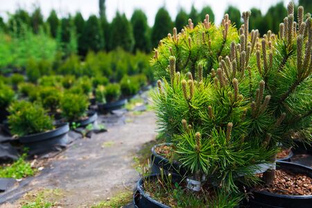 Saplings of pine, spruce, fir and other coniferous trees in pots in plant nursery.の写真素材
