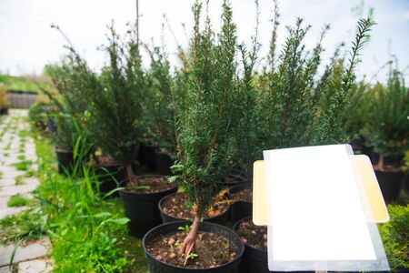 Saplings of pine, spruce, fir and other coniferous trees in pots in plant nursery.の写真素材