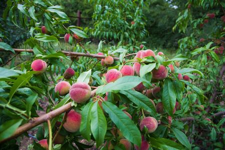 Peach tree with fruits growing in the gardenの写真素材