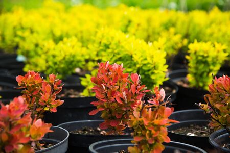 Barberry shrubs for landscape gardening and planted in tubs outdoors in the garden centerの写真素材