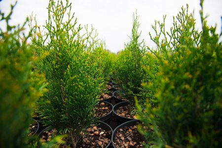 Saplings of pine, spruce, fir and other coniferous trees in pots in plant nursery.の写真素材