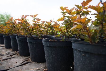 Plant nursery. Many different young plants in pots in a nursery gardenの写真素材