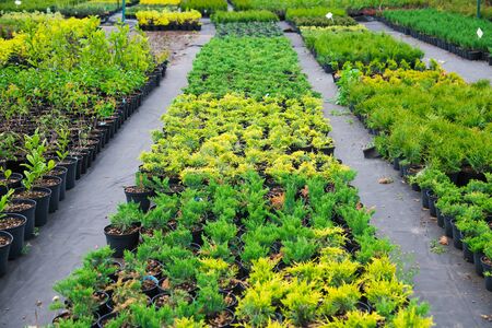 Saplings of pine, spruce, fir and other coniferous trees in pots in plant nursery.の写真素材